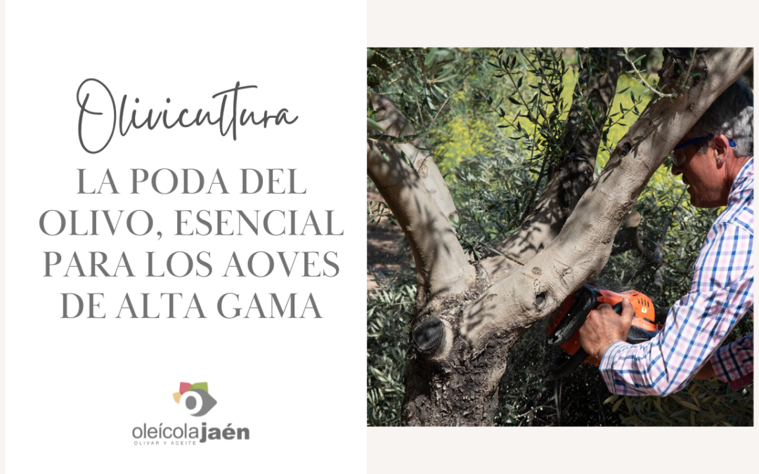 Influencia de la poda del olivo en la producción de AOVE de alta gama.