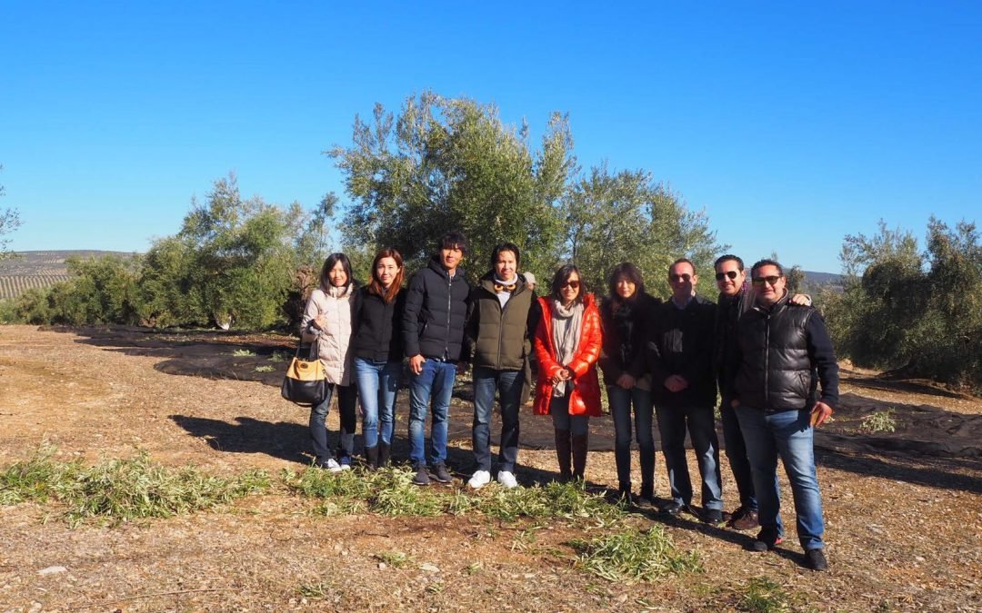 Oleoturismo en Baeza | Visita distribuidores Japón