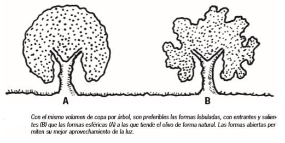 LA PODA DEL OLIVAR. Aspectos generales de interés