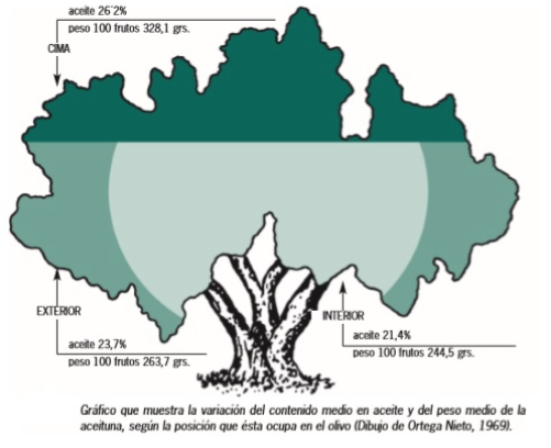 LA PODA DEL OLIVAR. Aspectos generales de interés