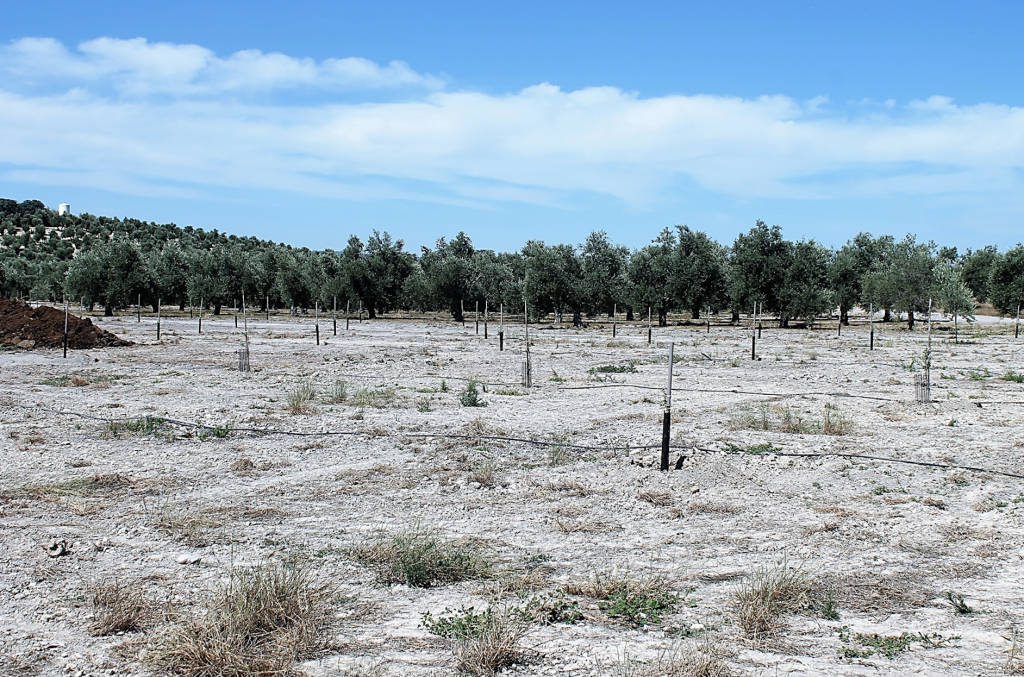 Gestión de la verticilosis del olivo