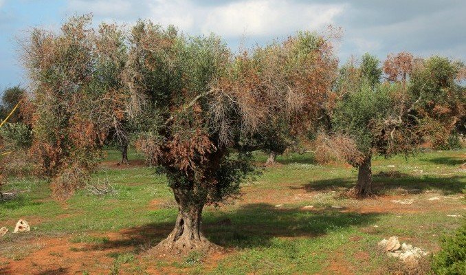 Escenario Actual de la Xylella Fastidiosa | Entrevista a Estrella Funes