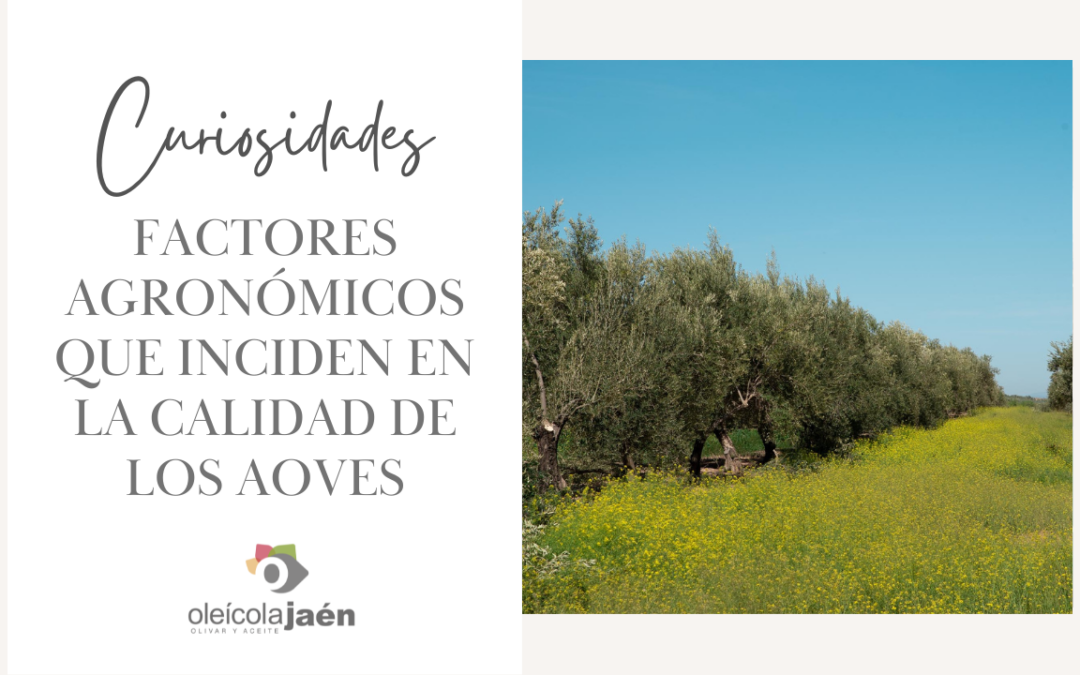 factores agronómicos inciden en la calidad de los aceites de oliva vírgenes