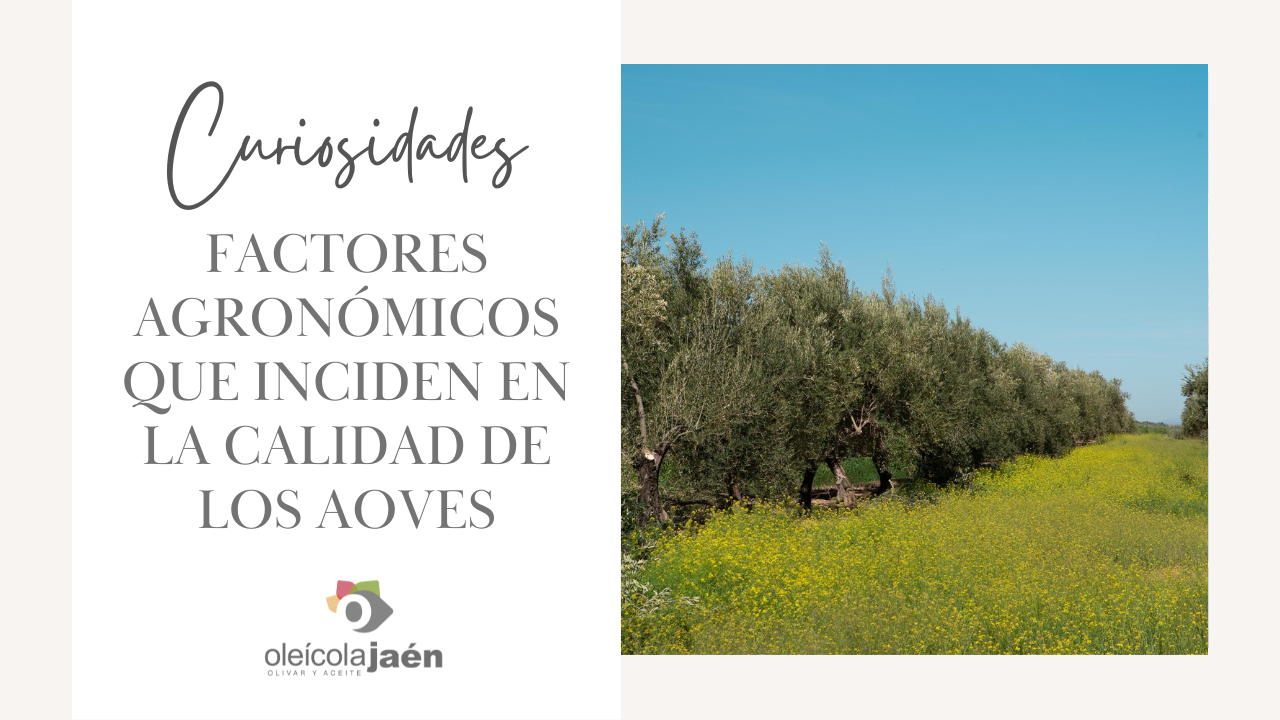 factores agronómicos inciden en la calidad de los aceites de oliva vírgenes