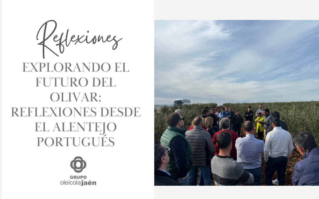 Explorando el Futuro del Olivar: Reflexiones desde el Alentejo Portugués